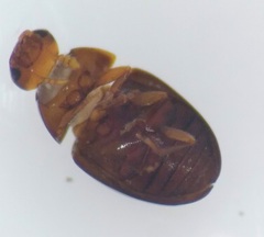 Phalacridae