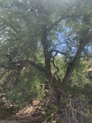 Quercus grisea