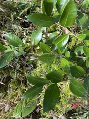 Lyonia lucida