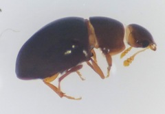 Phalacridae