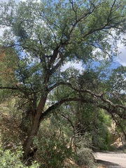 Quercus grisea