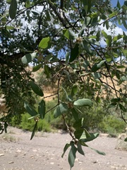 Quercus grisea