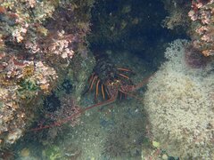 Panulirus interruptus