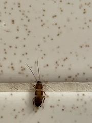 Periplaneta fuliginosa