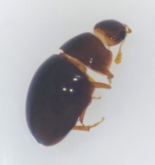 Phalacridae