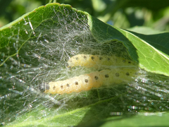 Yponomeuta cagnagella