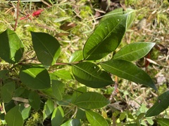 Lyonia lucida