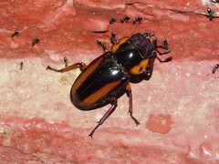 Lucanidae