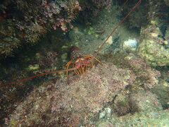 Panulirus interruptus