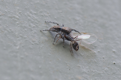 Menemerus taeniatus
