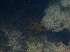 Panulirus interruptus