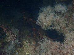 Panulirus interruptus