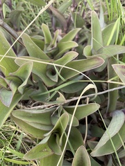 Tradescantia pallida