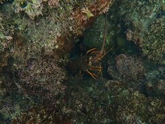 Panulirus interruptus