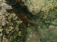 Panulirus interruptus