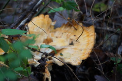 Laetiporus cincinnatus