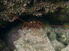 Panulirus interruptus