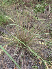 Sorghastrum secundum