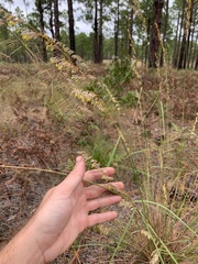 Sorghastrum secundum