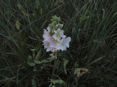 Alcea pallida