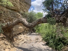 Quercus grisea