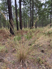 Sorghastrum secundum