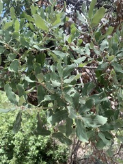 Quercus grisea