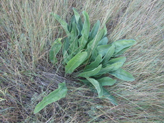 Limonium platyphyllum