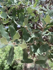Quercus grisea