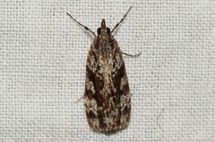 Scoparia plagiotis