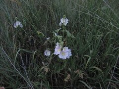 Alcea pallida