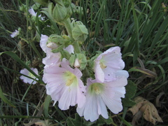 Alcea pallida