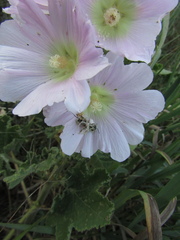 Alcea pallida
