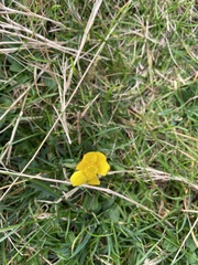 Ranunculus