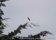 Buteo brachyurus