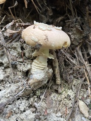 Amanita persicina