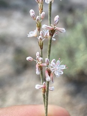 Eriogonum wrightii membranaceum