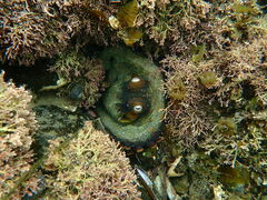 Octopus bimaculoides