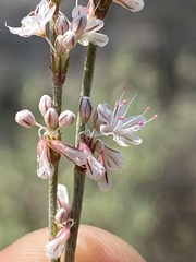 Eriogonum wrightii membranaceum