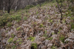 Pteridium aquilinum capense