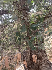 Quercus grisea