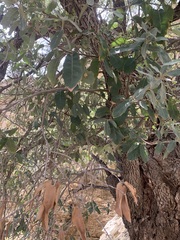 Quercus grisea