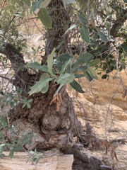 Quercus grisea