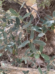 Quercus grisea