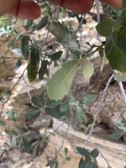 Quercus grisea