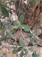 Quercus grisea