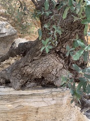 Quercus grisea