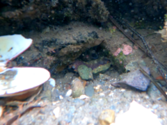 Octopus bimaculoides