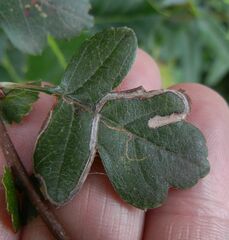 Lyonetia clerkella