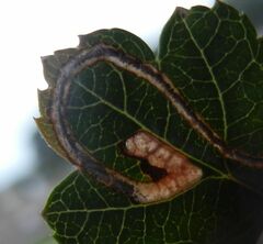 Lyonetia clerkella
